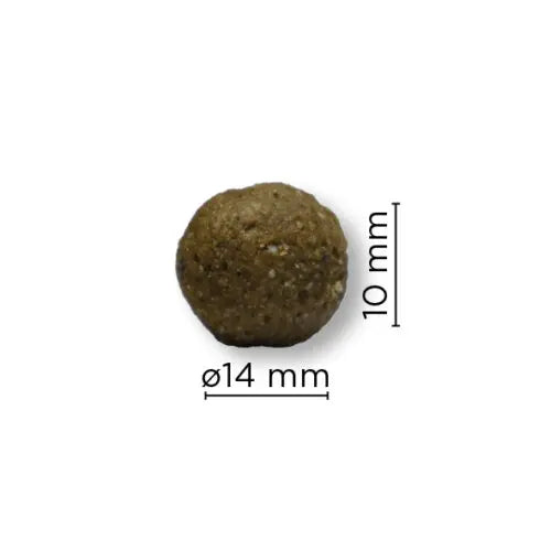 Arion Original | Maintenance | Medium