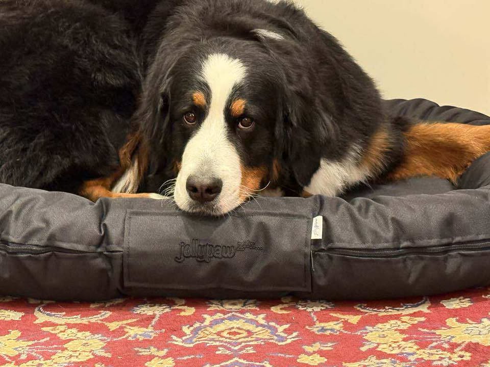 Jolly Paw | Pude Jannis | oval