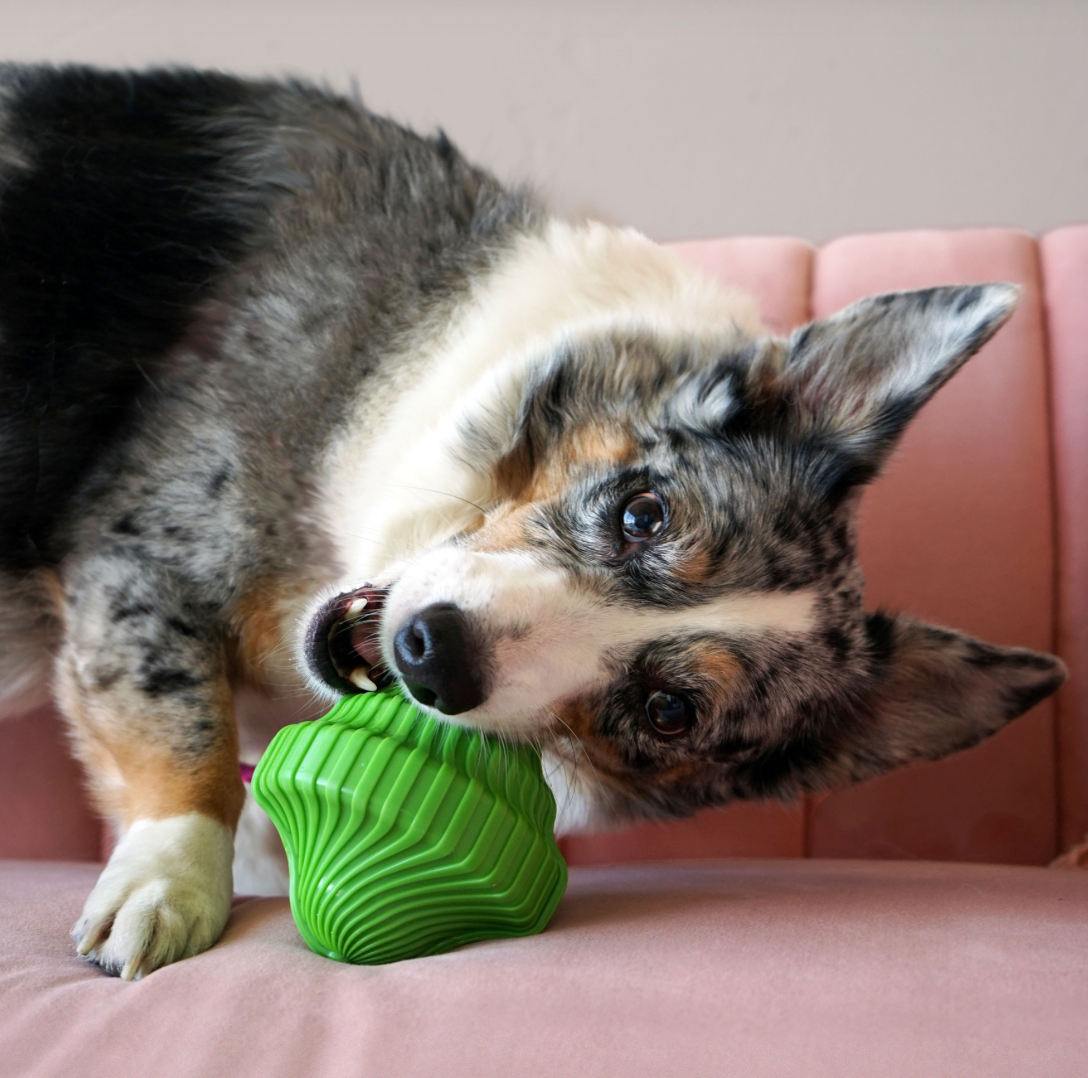 Kong | Squeezz | Orbitz