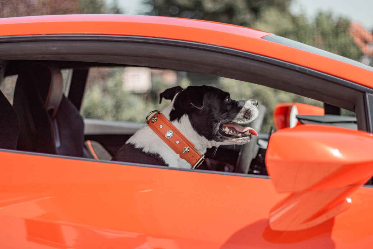 Maul | Diamant Læderhalsbånd sommer Edition | Orange