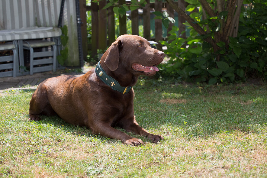 Maul | Læderhalsbånd Jade | M. Guld