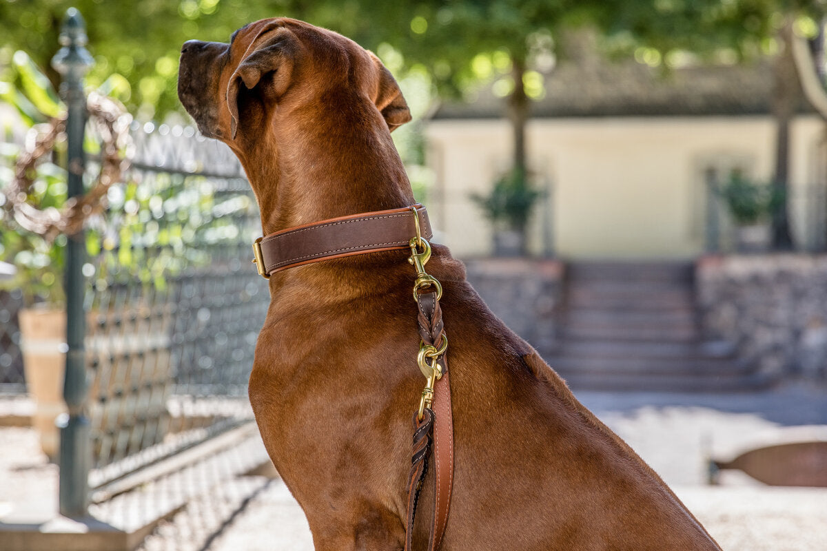 Maul | Læderhalsbånd Klassisk Premium | Brun & Cognac M. Guld