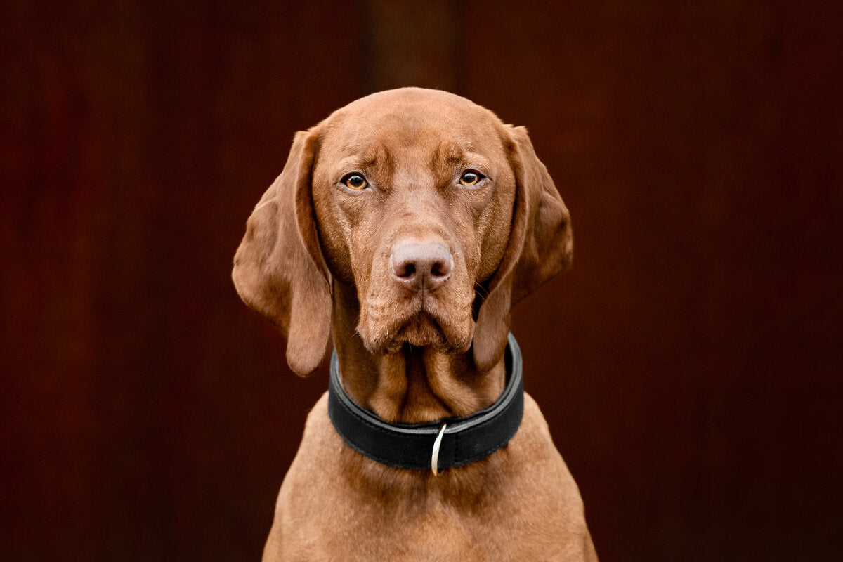 Maul | Læderhalsbånd Klassisk Premium | Sort M. Sølv