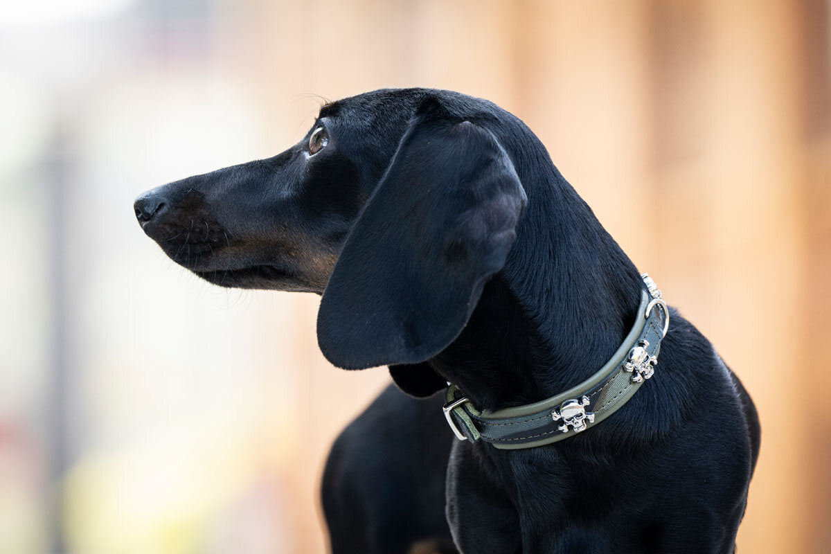 Maul | Læderhalsbånd Wild Army | M. Sølv