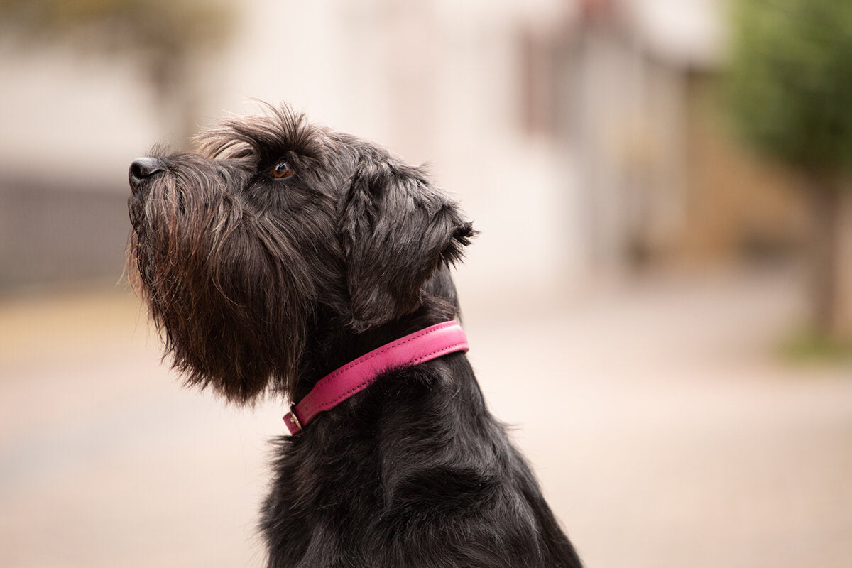 Maul | Læderhalsbånd Mono Pop polstret | Hindbær