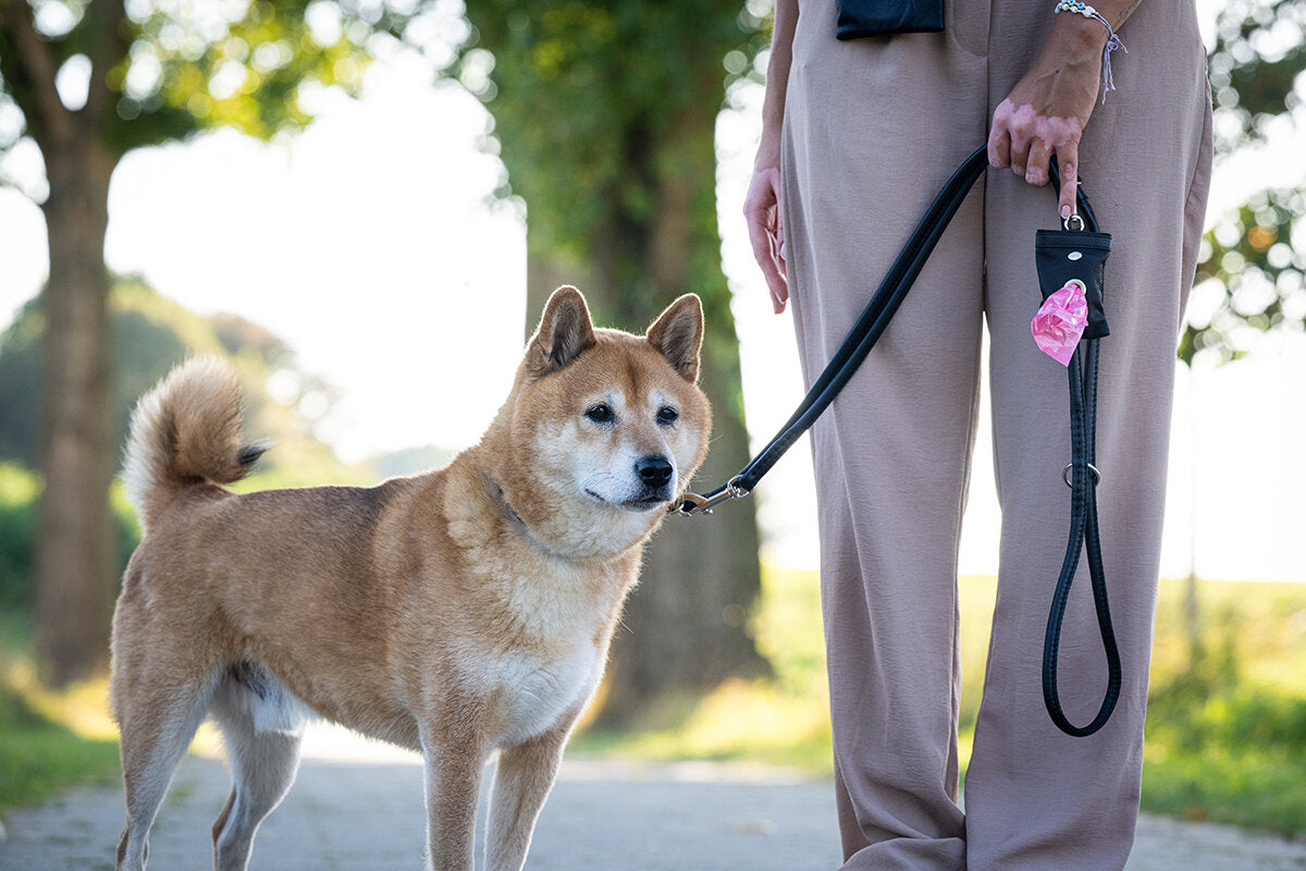 Maul | Sort rundsyet læder halsbånd | M. Guld