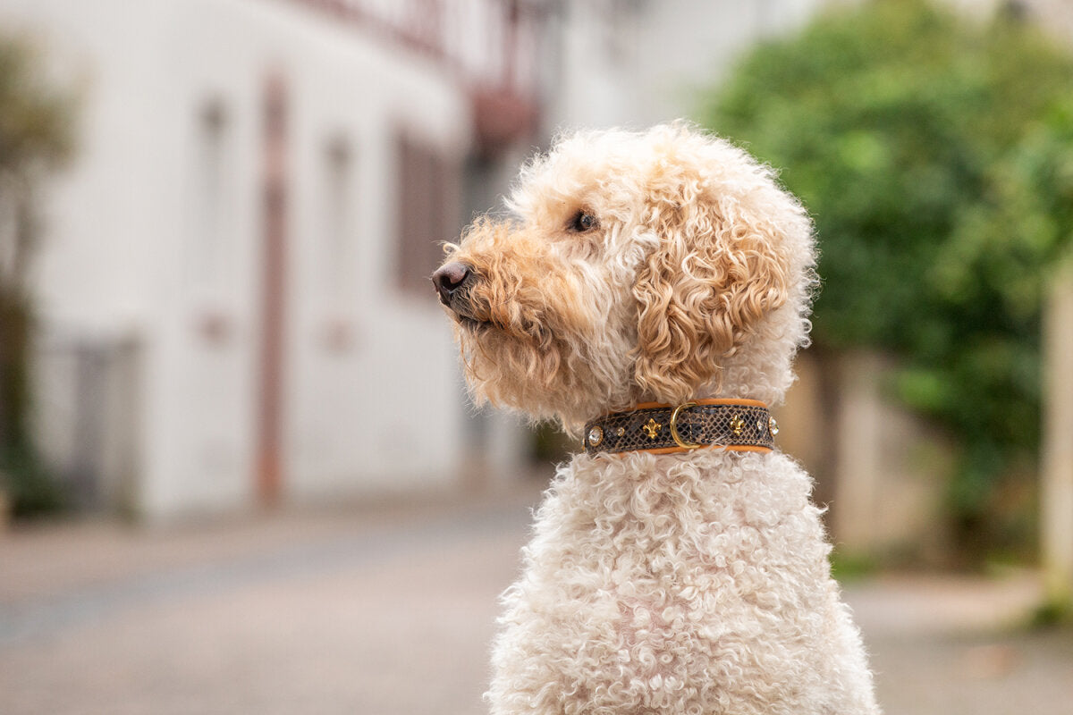 Maul | Læderhalsbånd Sahara | M. Guld