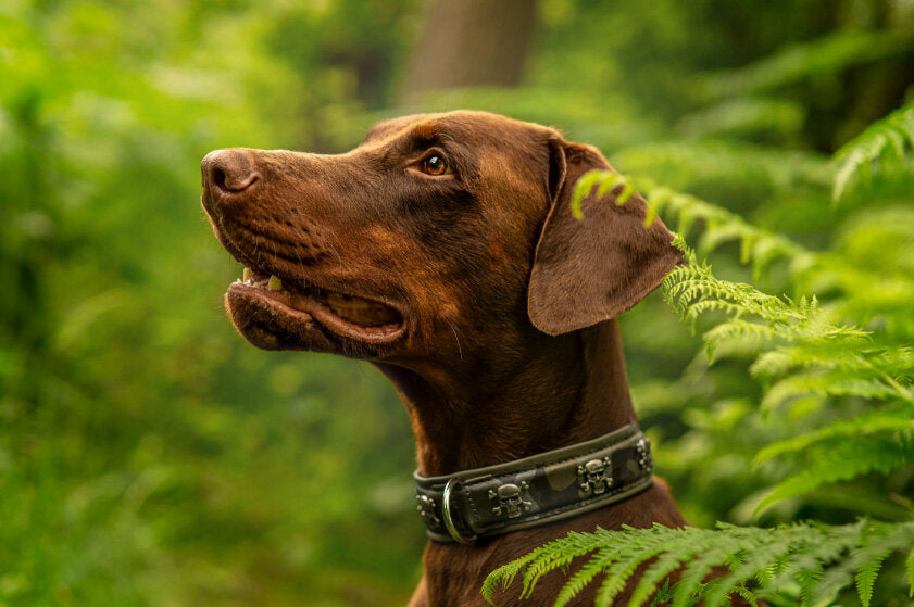 Maul | Læderhalsbånd Wild Army | M. Sølv