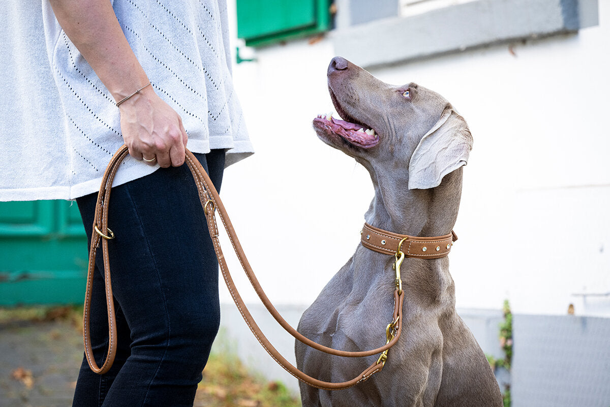 Maul | Brandy læder line 2 m | M. Guld karabin