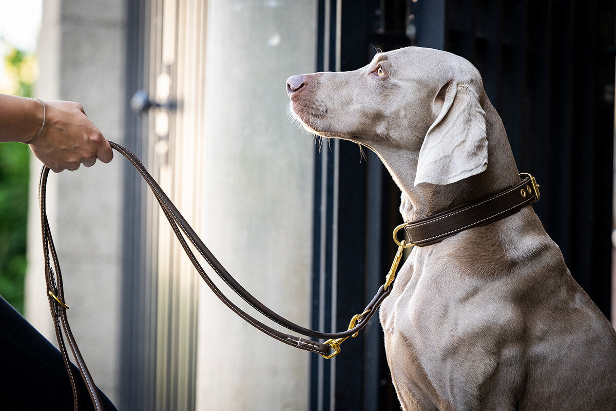 Maul | Mørkebrun læder line 2 m | M. Guld karabin