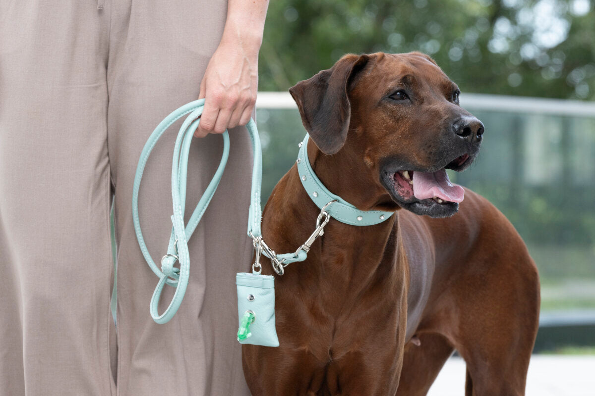 Maul | Hundeposeholder | Klassisk Mint M. Karabin