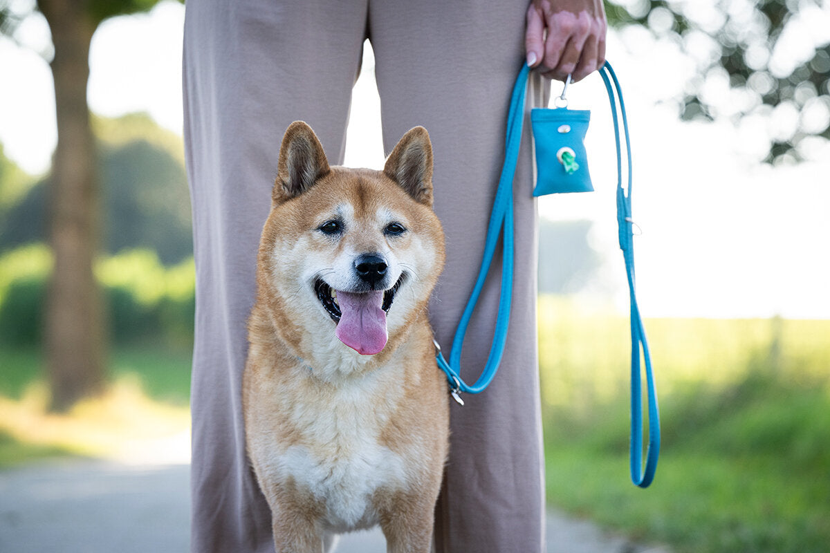 Maul | Hundeposeholder | Petrol M. Karabin