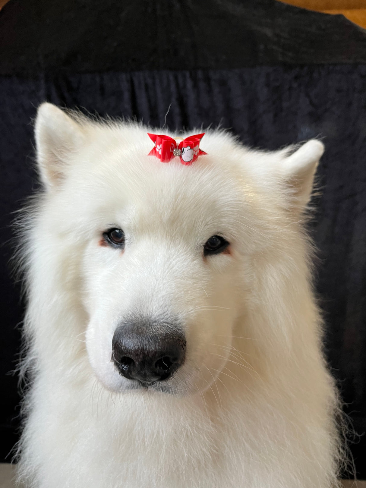 Sløjfe | Rød m. Snoopy og små hvide poter