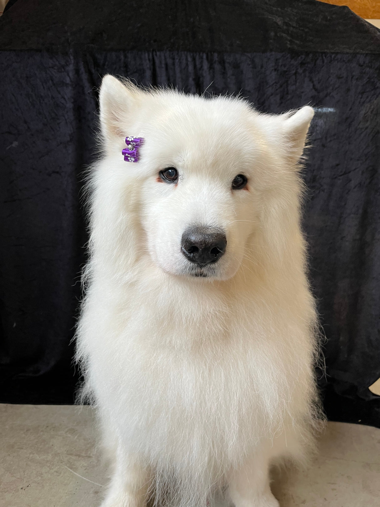 Sløjfe | Lilla m. små hvide poter